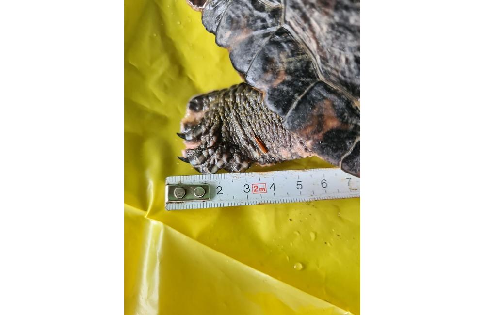 FOTO: Pri vodnom diele našli zakázanú korytnačku písmenkovú, foto 1