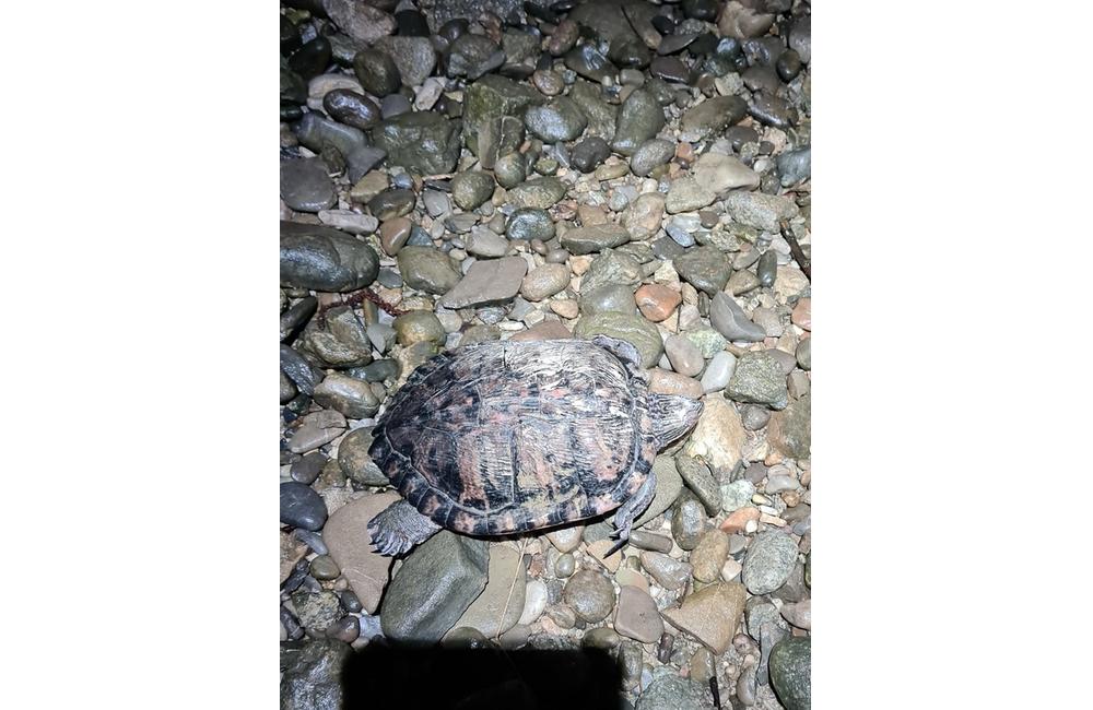 FOTO: Pri vodnom diele našli zakázanú korytnačku písmenkovú, foto 4