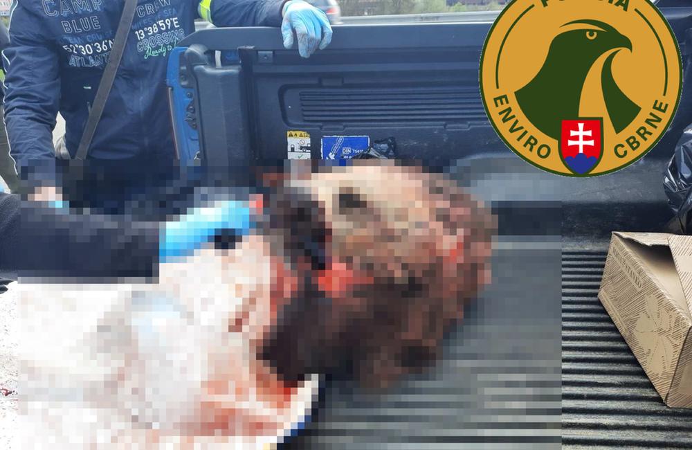 FOTO: Nelegálne zastrelená medvedica, ktorú prevážali traja Česi, foto 6