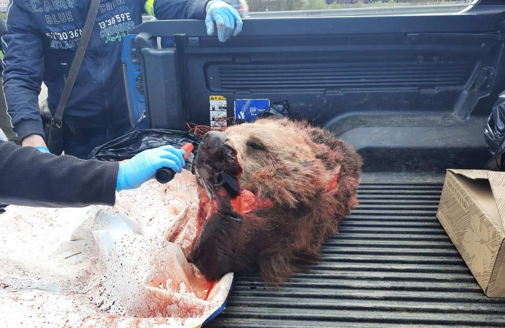 FOTO: Nelegálne zastrelená medvedica, ktorú prevážali traja Česi, foto 3
