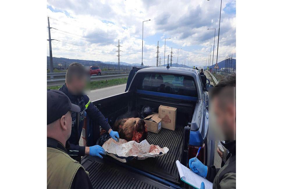 FOTO: Nelegálne zastrelená medvedica, ktorú prevážali traja Česi, foto 10