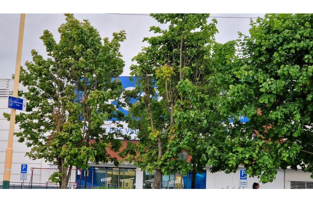 FOTO: Ako vyzerajú stromy, ktoré neznáma osoba poškodila pred reklamou na ulici Vysokoškolákov, foto 2