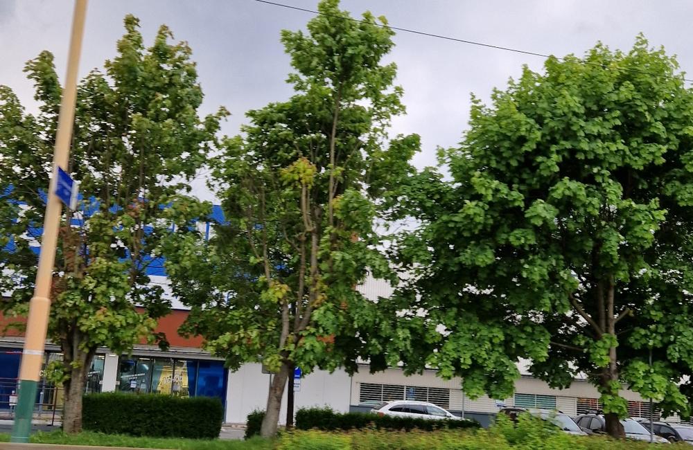 FOTO: Ako vyzerajú stromy, ktoré neznáma osoba poškodila pred reklamou na ulici Vysokoškolákov, foto 3