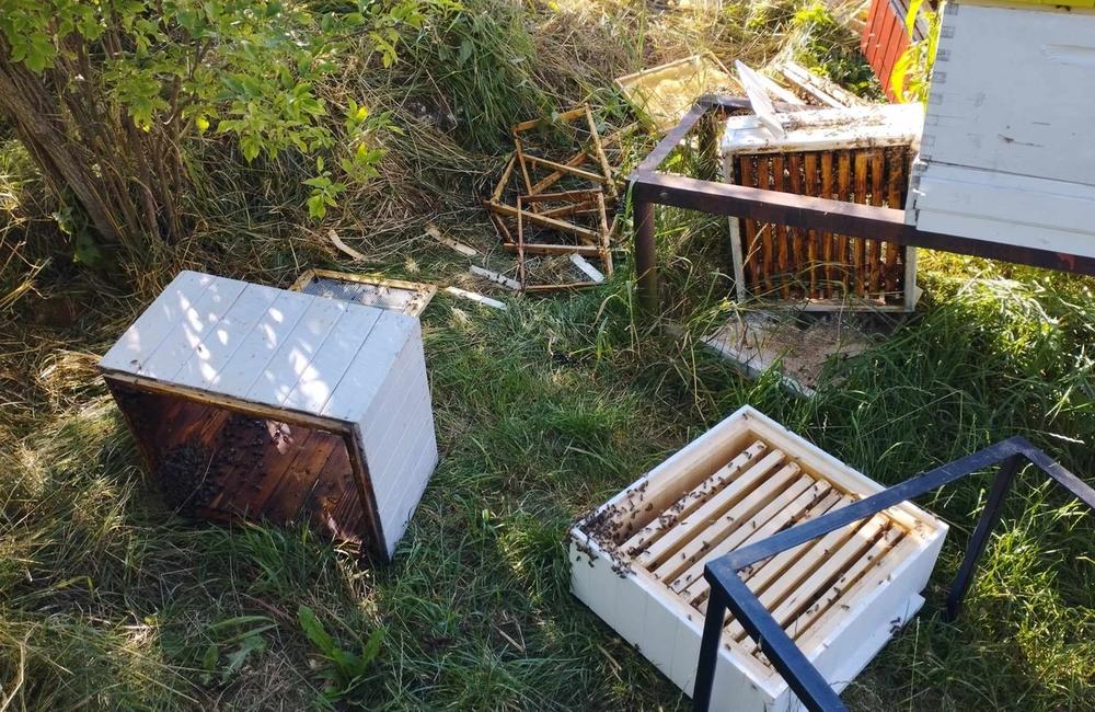FOTO: Medvede v Turci ničia záhrady, dvory aj včelnice, foto 3