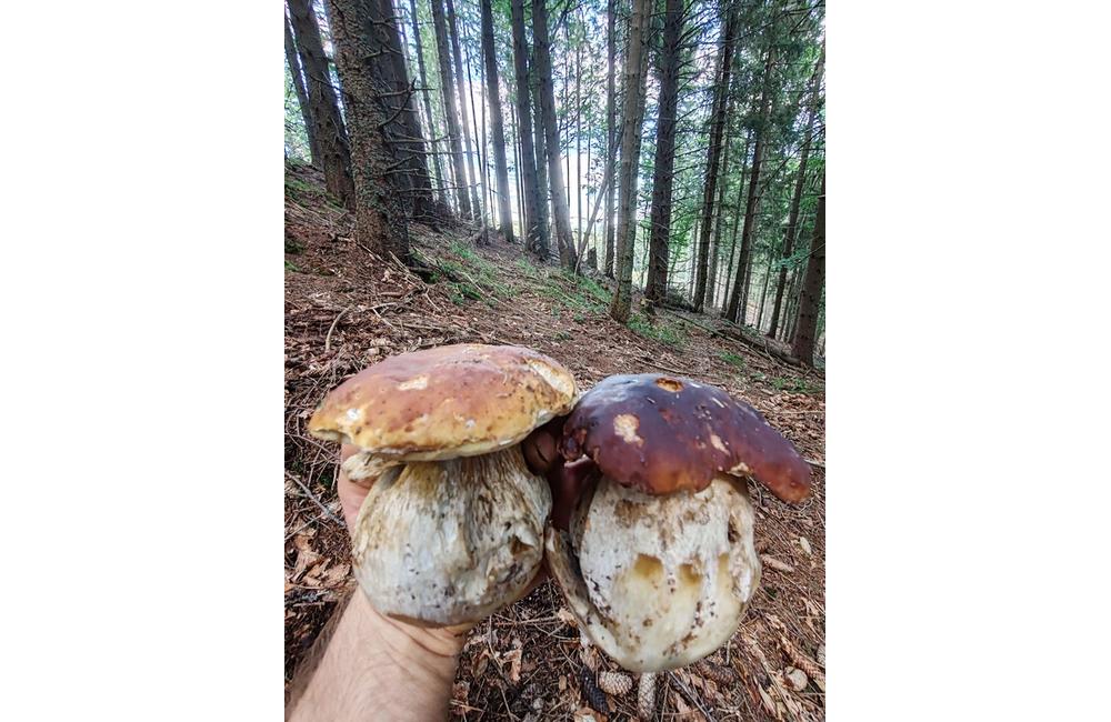 FOTO: Štedré víkendové úlovky liptovských hubárov, foto 1