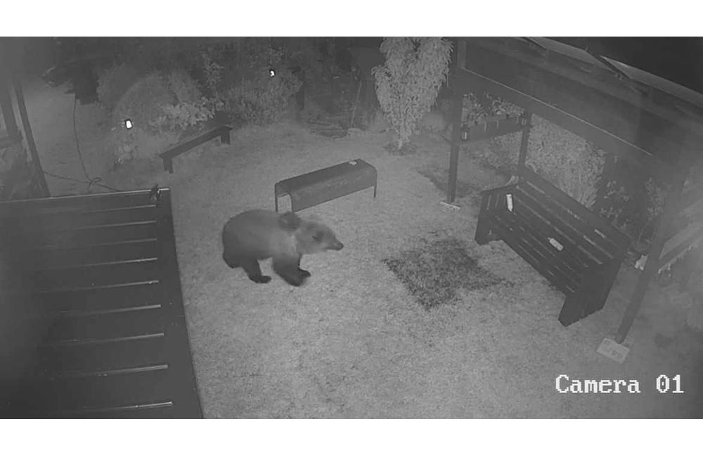 FOTO: Na Liptove mal medveď zaútočiť na človeka, zásahový tím informáciu vyvrátil, foto 2