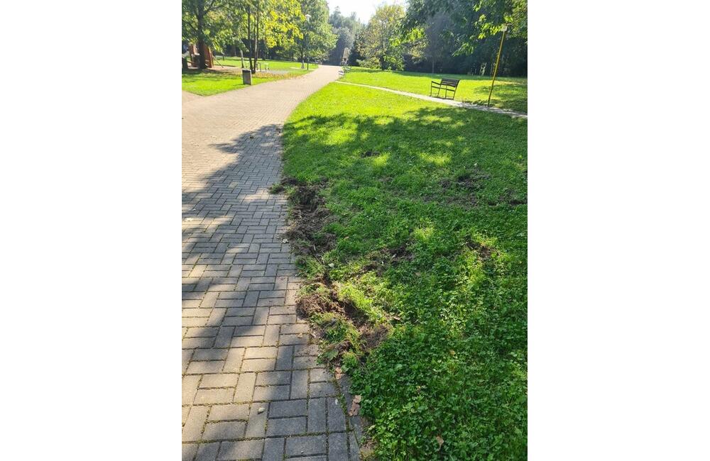 FOTO: Diviaky na ihriskách a žilinskej univerzite, foto 7