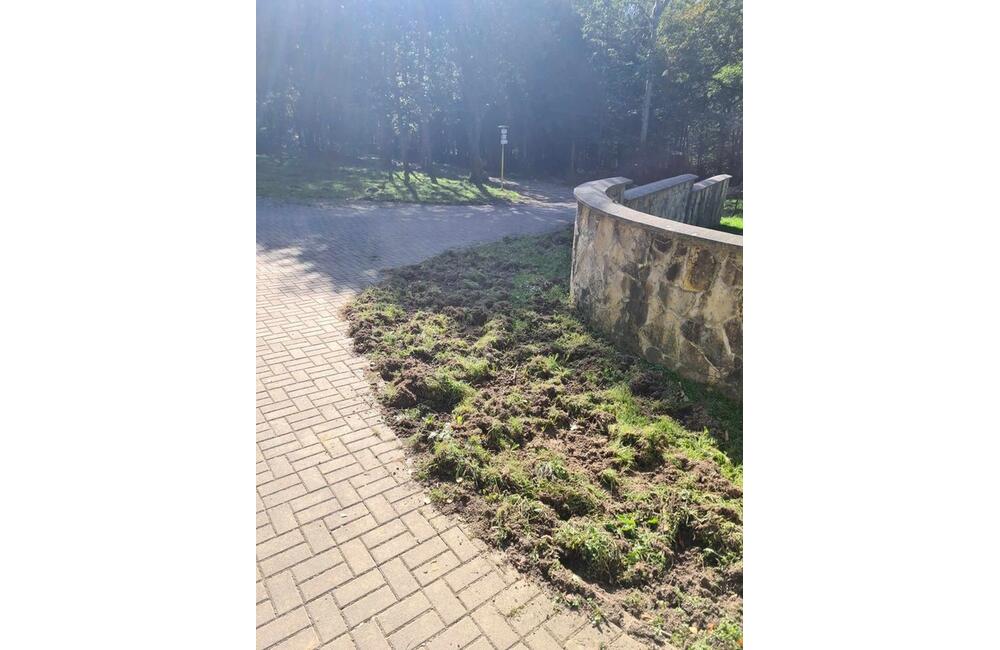 FOTO: Diviaky na ihriskách a žilinskej univerzite, foto 1