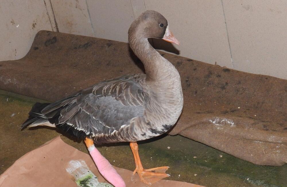 FOTO: Nezvyčajná operácia na žilinskej veterinárnej klinike, foto 4