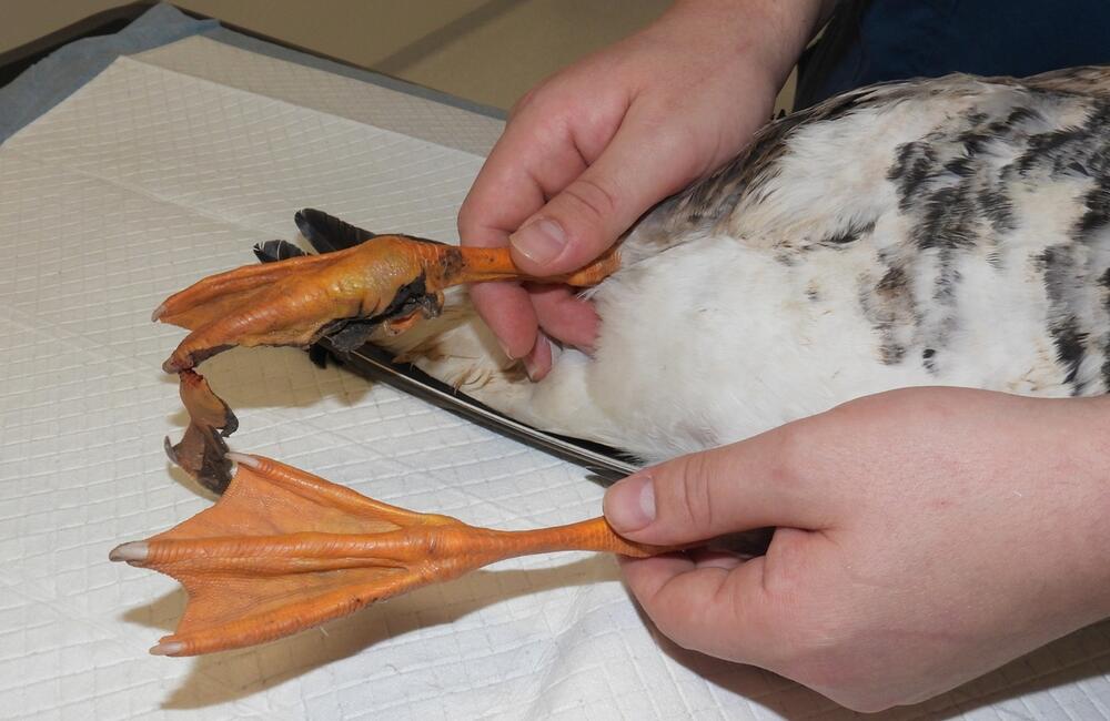 FOTO: Nezvyčajná operácia na žilinskej veterinárnej klinike, foto 6