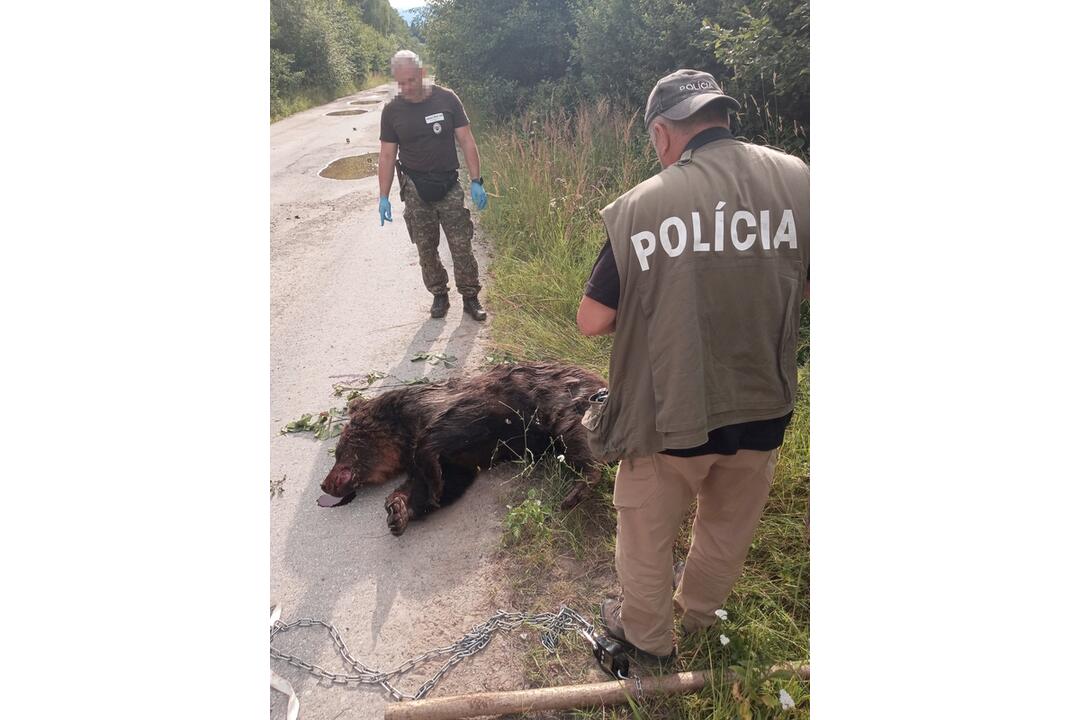 FOTO: Zábery zastrelenej medvedice zo Sučian (Nevhodné pre slabšie povahy), foto 3
