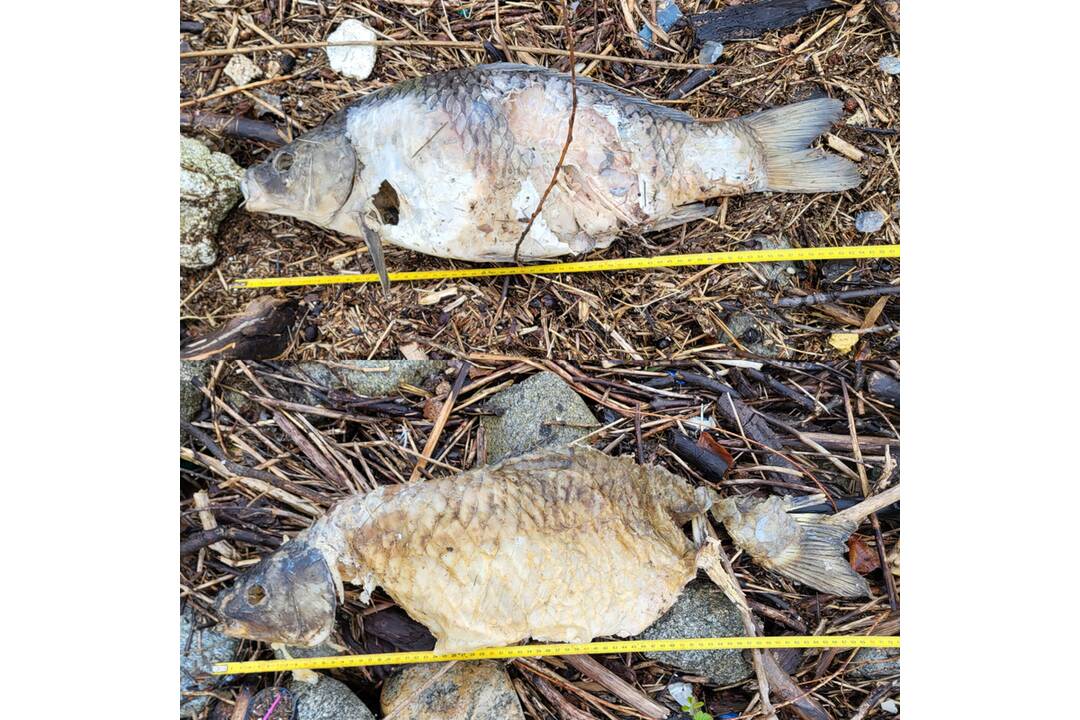 FOTO: Ryby zabité vydrou riečnou, foto 2