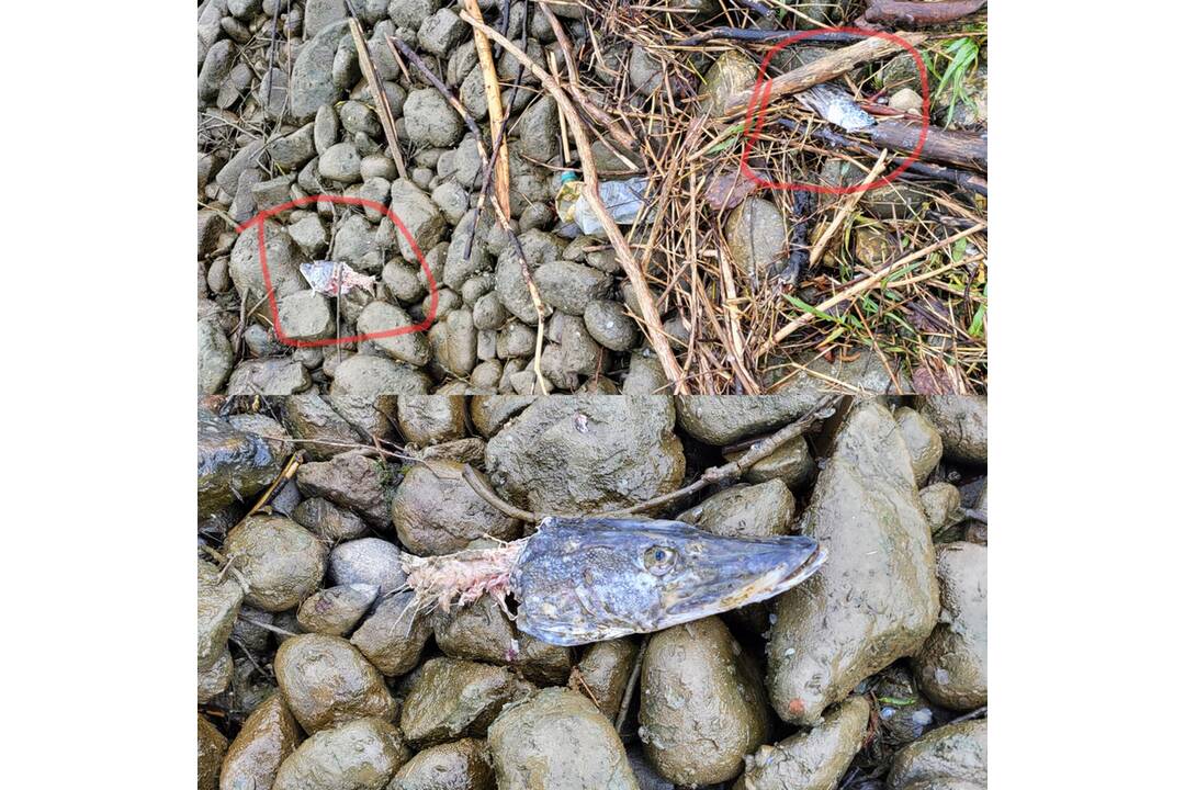 FOTO: Ryby zabité vydrou riečnou, foto 3