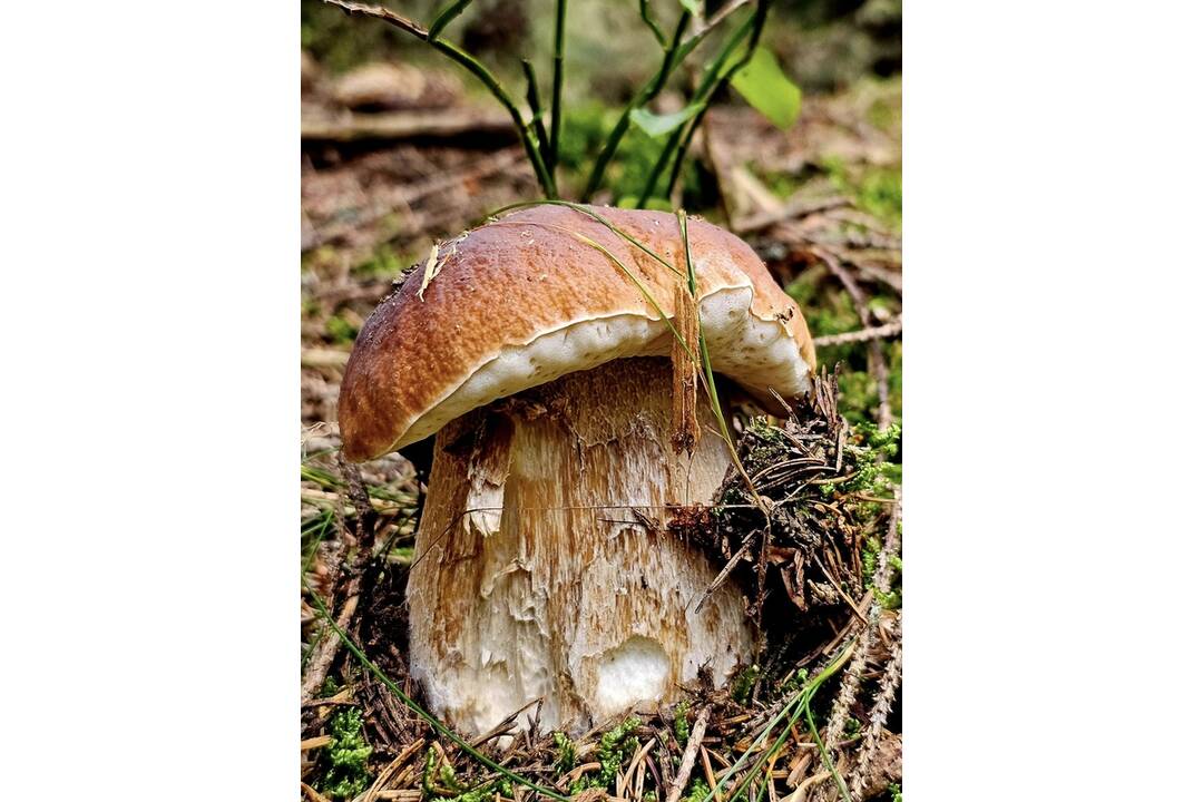 FOTO: Úžasné úlovky hubárom z Liptova ľudia neveria, foto 11