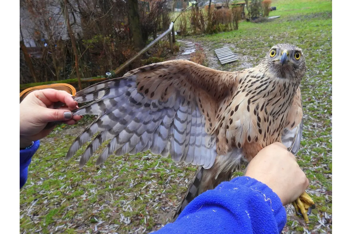 FOTO: Mladý jastrab s otrasom mozgu, foto 1