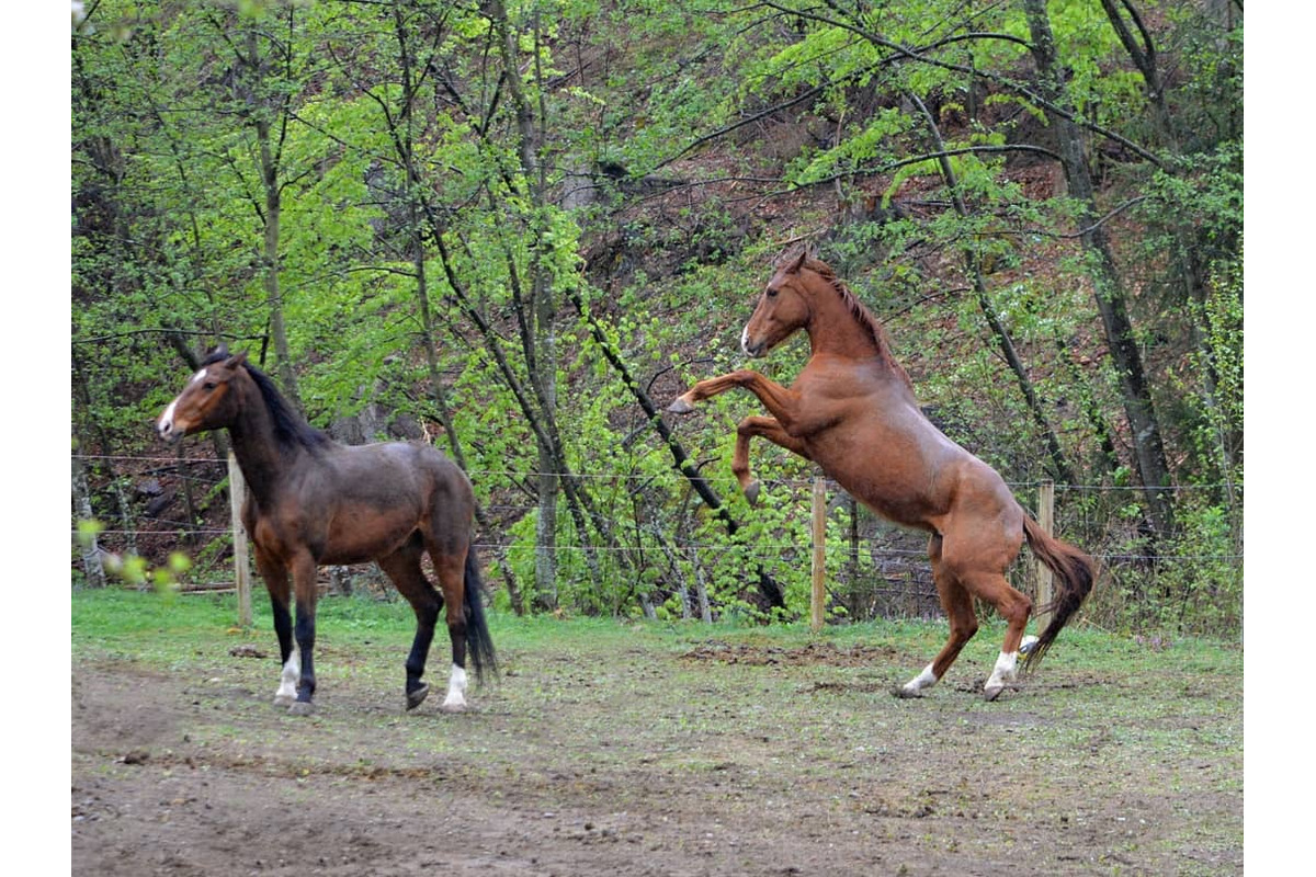 FOTO: Polícia vyšetruje krádež koňa v Dlhom Poli, foto 4