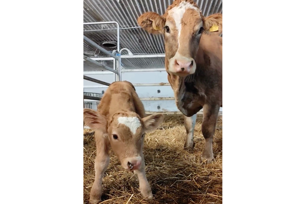 FOTO: Na farme vedľa kafilérie pri Žiline sa narodilo teliatko, foto 1