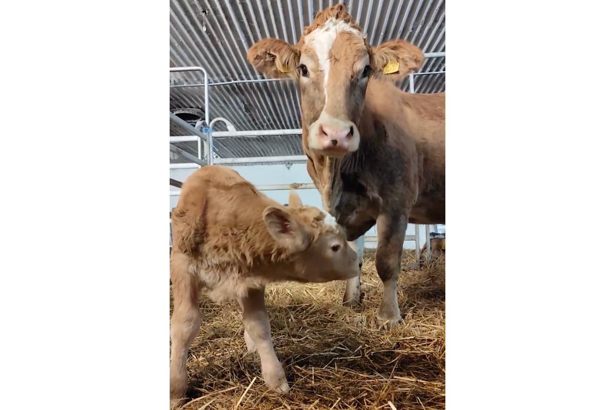 FOTO: Na farme vedľa kafilérie pri Žiline sa narodilo teliatko, foto 4