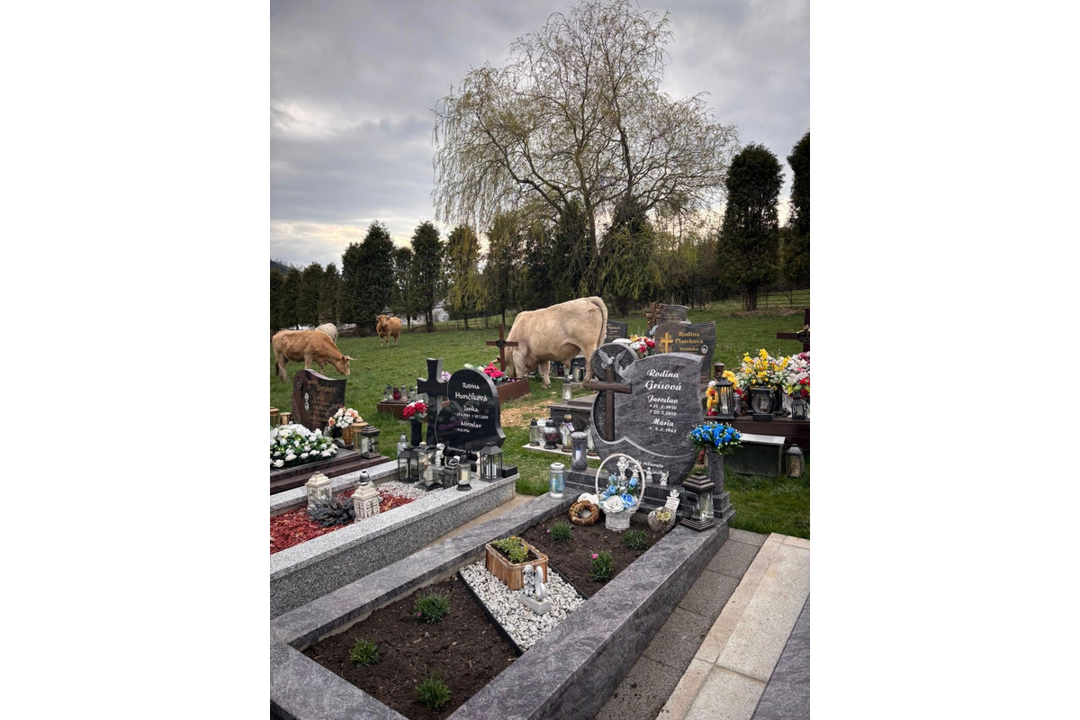 FOTO: V čase zákazu sa cintorínom na Kysuciach túlali kravy, foto 3