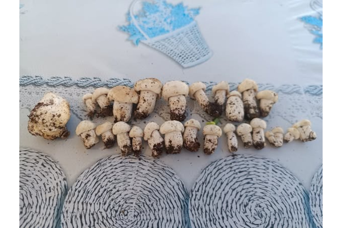 FOTO: Krásne jarné úlovky hubárov z Liptova, foto 6