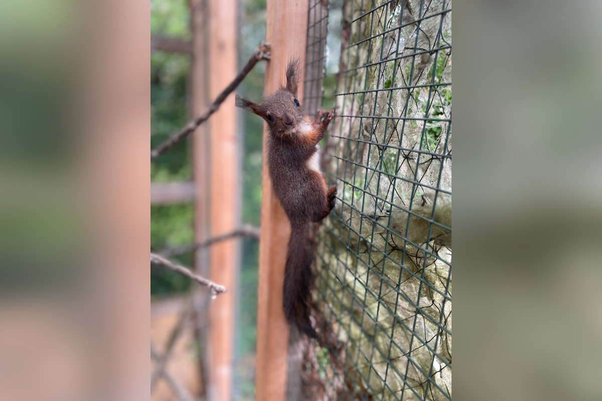 FOTO: Mláďa veveričky, ktoré doniesla mačka, foto 1