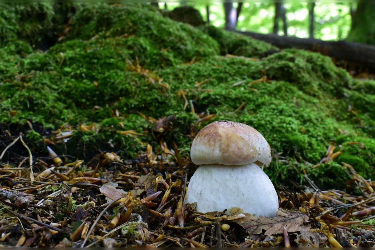 FOTO: Nádherné jarné úlovky hubárov v Žilinskom kraji, foto 30