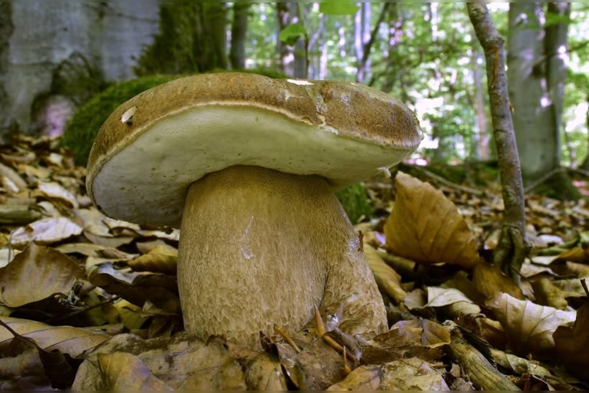 FOTO: Nádherné jarné úlovky hubárov v Žilinskom kraji, foto 32