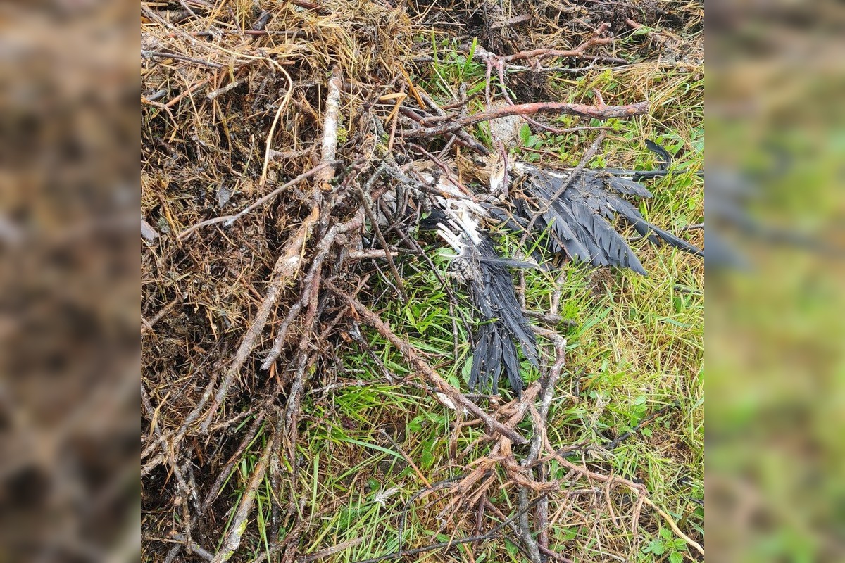 FOTO: Bocianie mláďatá neprežili dažde, spadlo im hniezdo, foto 4