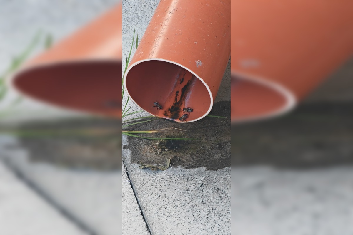 FOTO: Po venčovisku na Vlčincoch lietajú včely, za plotom sú úle, foto 2
