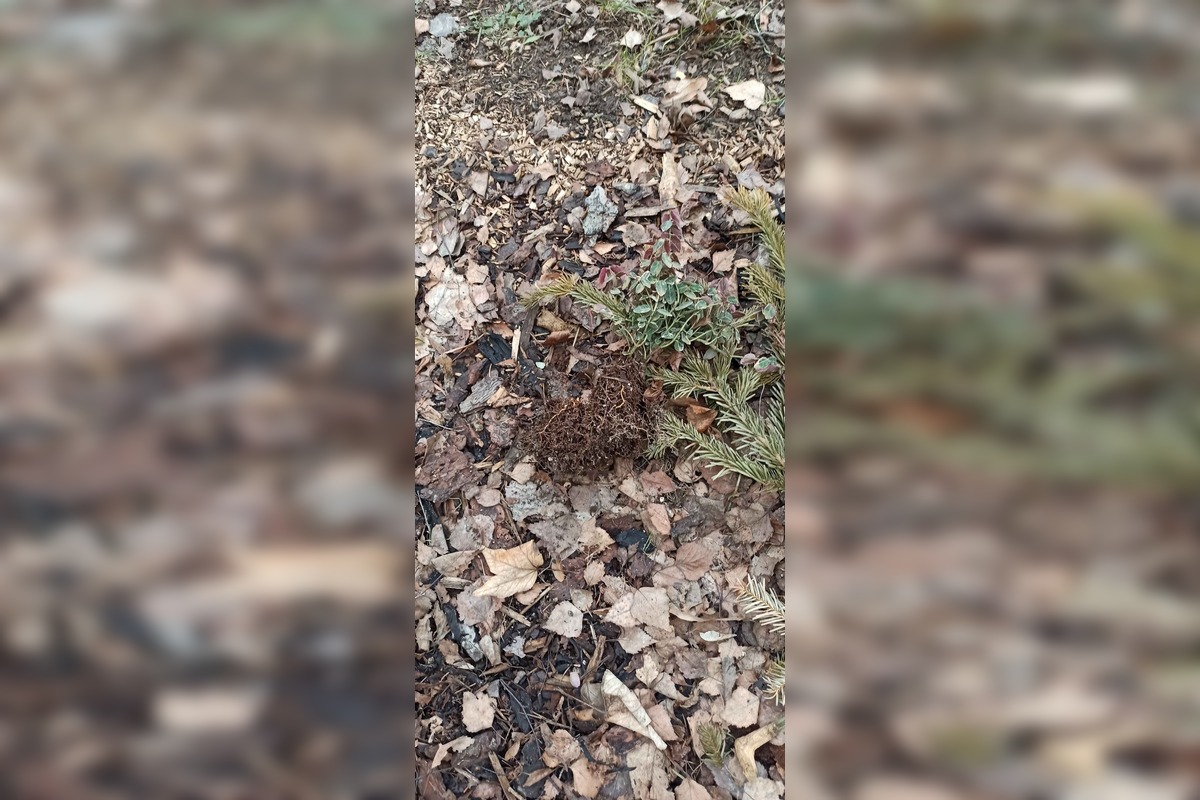 FOTO: Vandal na Vlčincoch? Niekto opakovane ničí súkromnú zeleň, foto 2