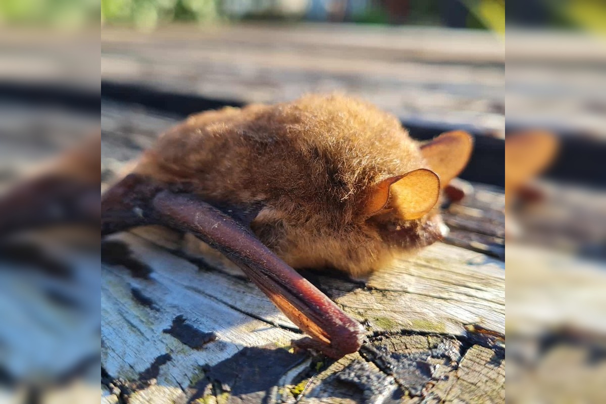 FOTO: Prebudenie ich môže zabiť: Vo Veľkej Fatre zachraňujú prvé vyčerpané netopiere tejto zimy , foto 5