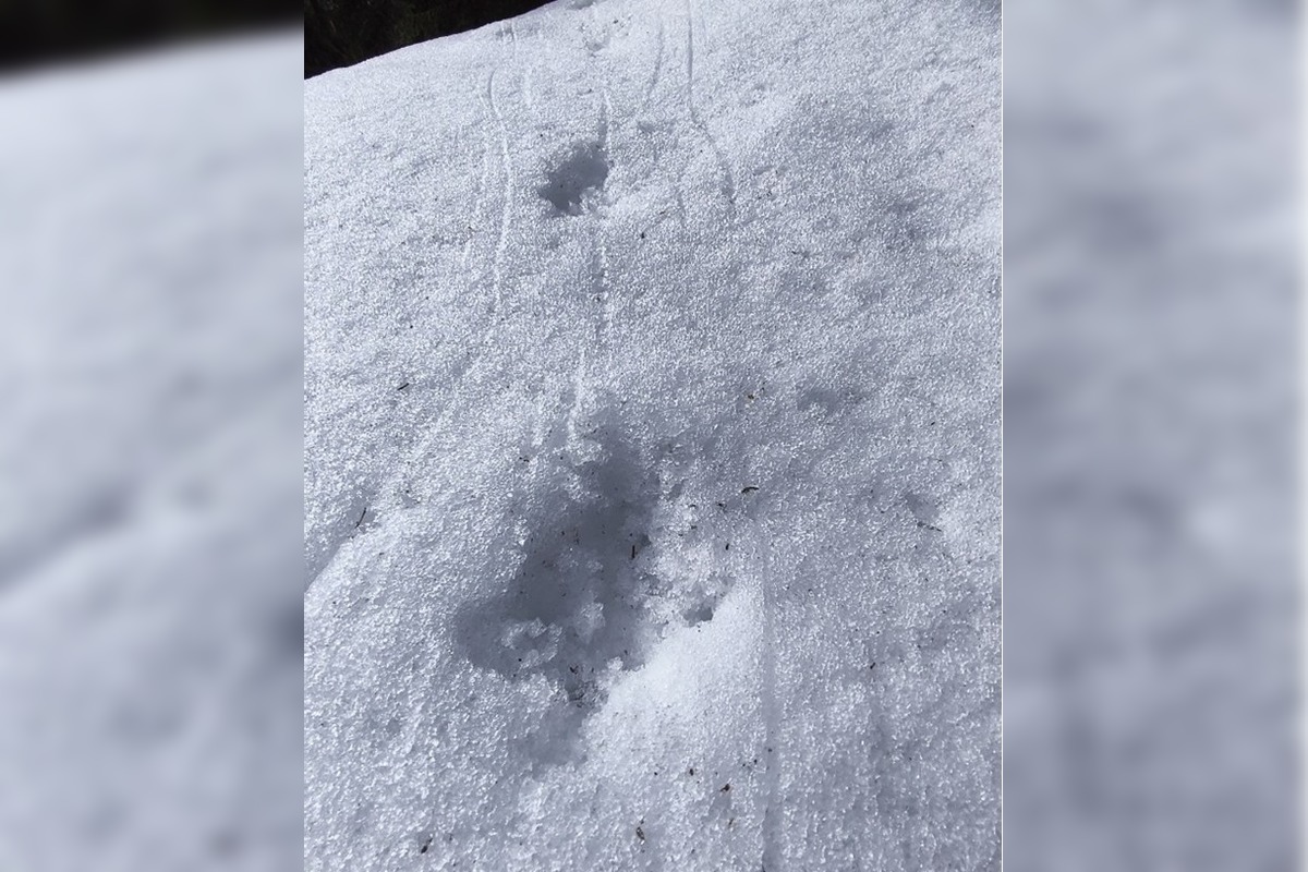 FOTO: V lesoch Veľkej Fatry sa začalo tokávanie hlucháňov: Strážcovia obmedzujú pohyb ľudí, foto 3