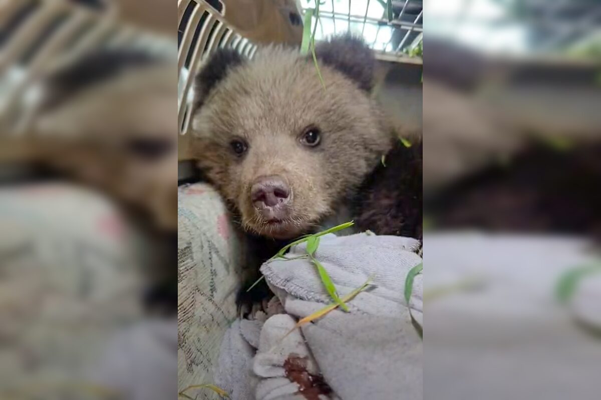 FOTO: Z Veľkej Fatry zachránili medvieďa: Malá Zora bola vo vážnom stave, foto 2