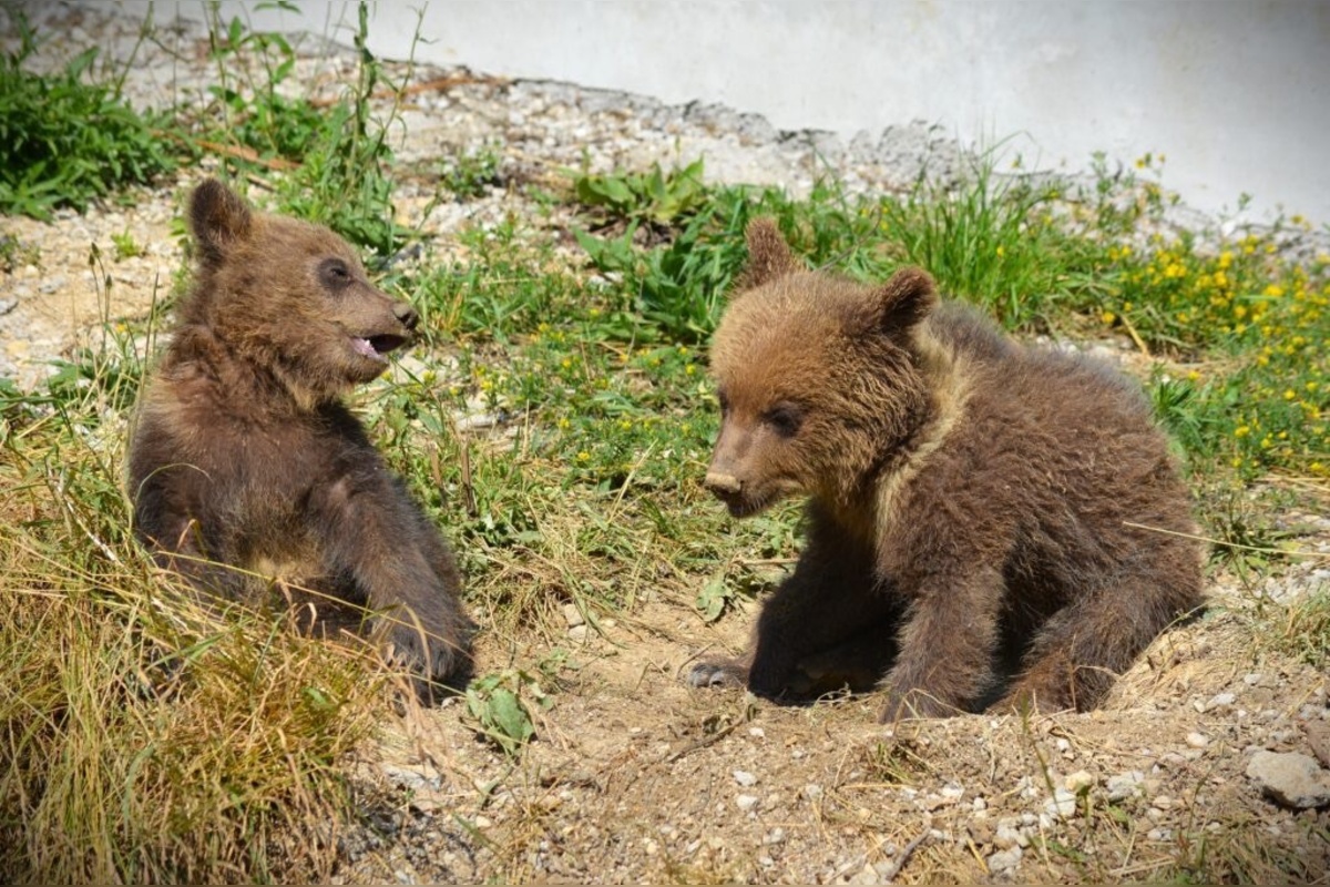 FOTO: Osirelé medvieďatá z Bojníc, foto 2