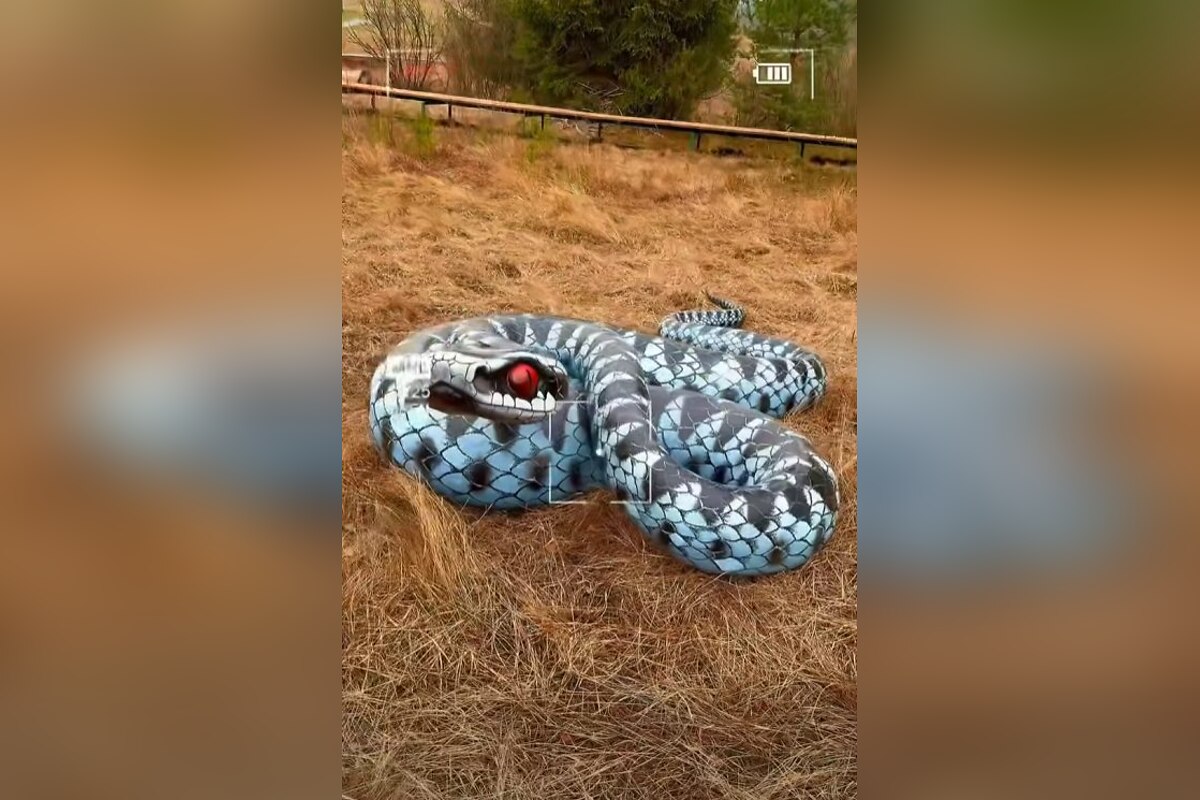 FOTO: V srdci oravského rašeliniska stoja gigantické zvieratá. Chodník zvládnu aj rekreační turisti, foto 2