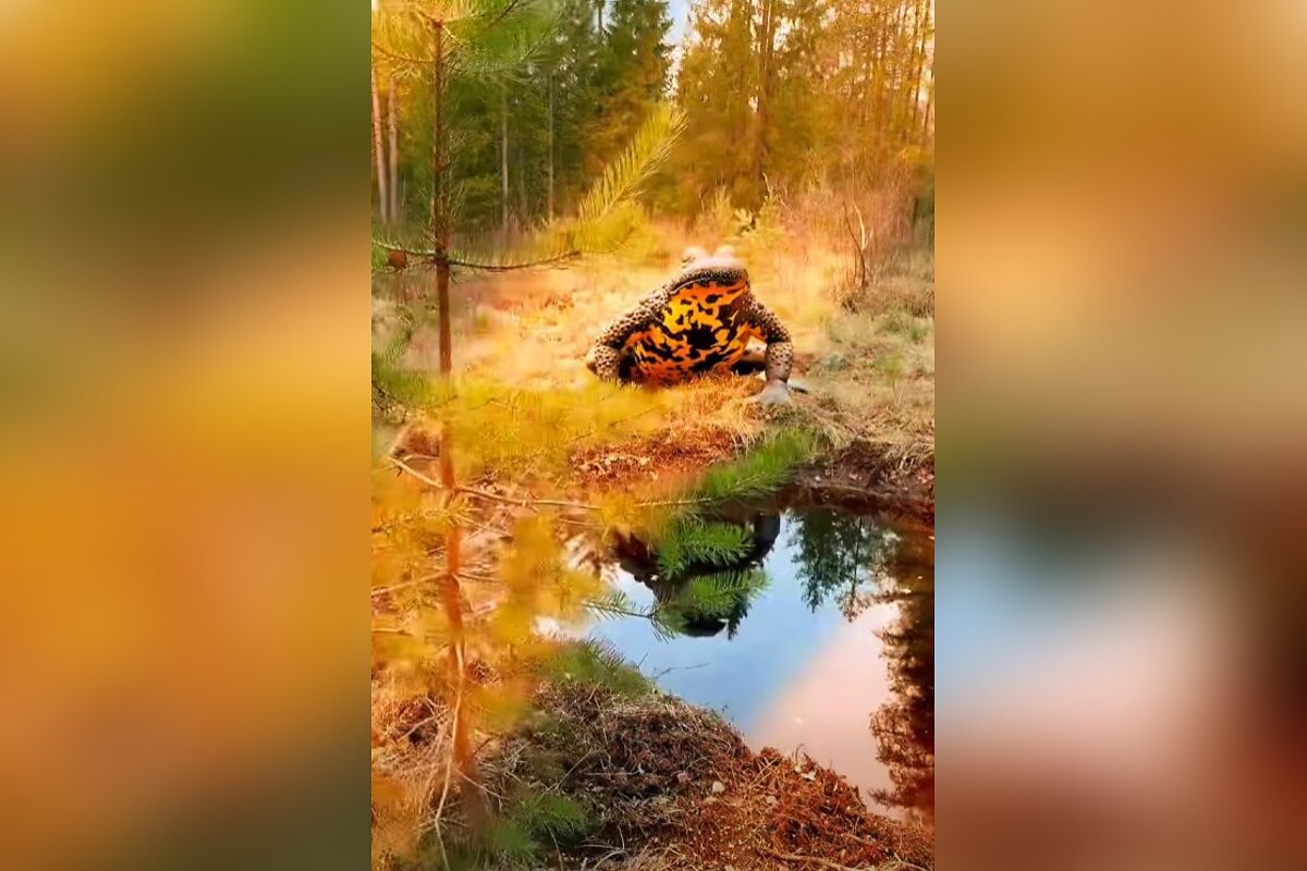 FOTO: V srdci oravského rašeliniska stoja gigantické zvieratá. Chodník zvládnu aj rekreační turisti, foto 3