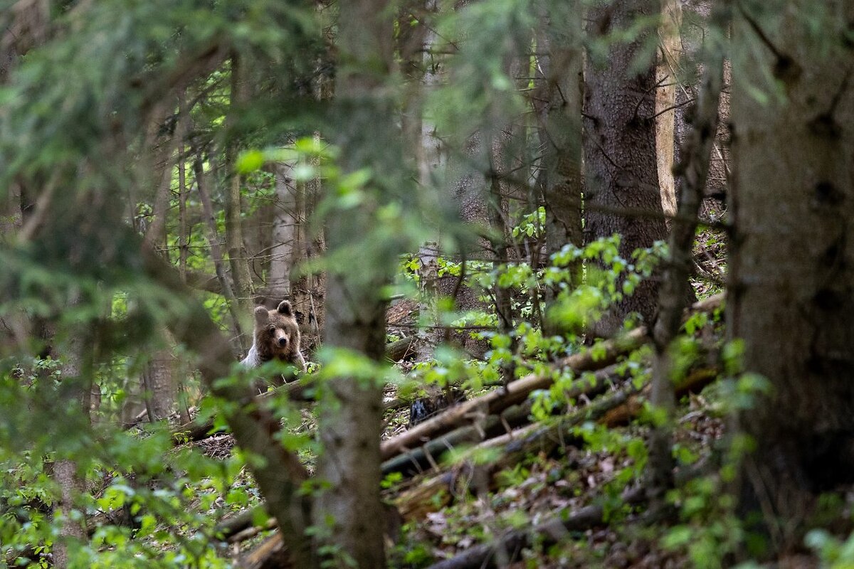 FOTO: Fotografia medveďa pri Veľkej Fatre vyvolala ostrú diskusiu o bezpečnosti aj ochrane šeliem, foto 2