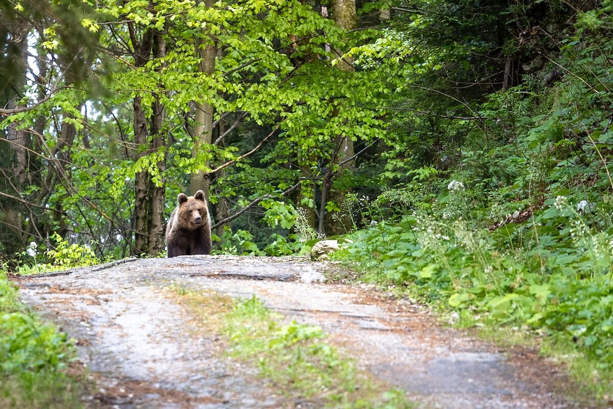 FOTO: Fotografia medveďa pri Veľkej Fatre vyvolala ostrú diskusiu o bezpečnosti aj ochrane šeliem, foto 4