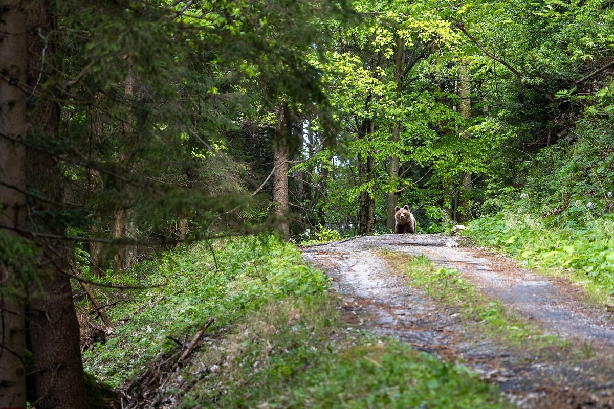 FOTO: Fotografia medveďa pri Veľkej Fatre vyvolala ostrú diskusiu o bezpečnosti aj ochrane šeliem, foto 6