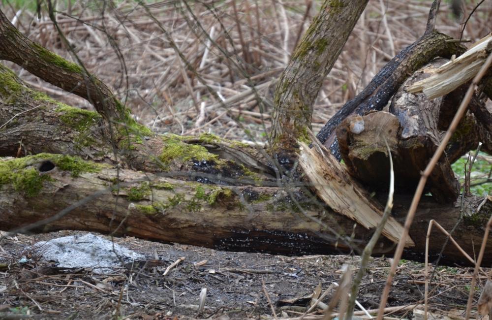 Dva požiare v Trnovom v sobotu 22.marca 2014, foto 4