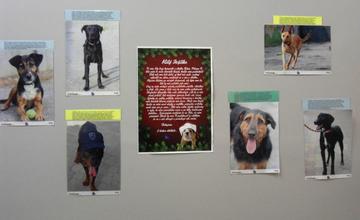 Výstava a zbierka pre psíky z útulku