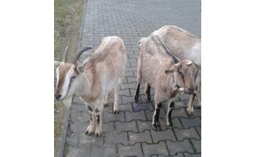 Zatúlané kozy vošli na Hájiku do Tesca