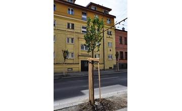 Výsadba nových stromov ulica 1. mája 