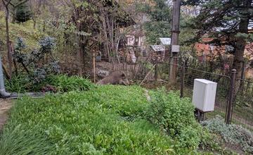 Diviak v mestskej časti Vranie - 26.10.2017