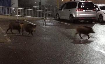 Diviaky na sídlisku Hájik 22.11.2017