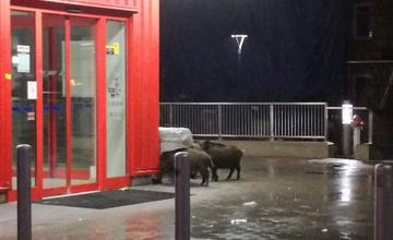 Diviaky na sídlisku Hájik 22.11.2017