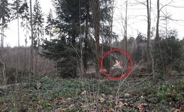 Spadnutý strom na ulici Veľký diel 12.12.2017
