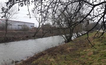 Výrub stromov v okolí Rajčanky - február 2018