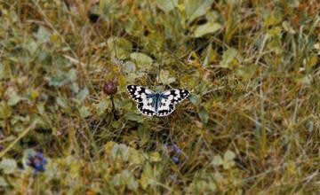 FOTO: Vo vonkajšej zóne FRI UNIZA vyhradili lúku pre motýle