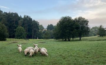 FOTO: Sad Slobody v Žiline kosia dobrovoľníci kosami, pomáhajú im aj ovce